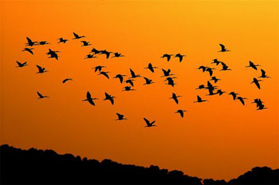 aves-migratorias